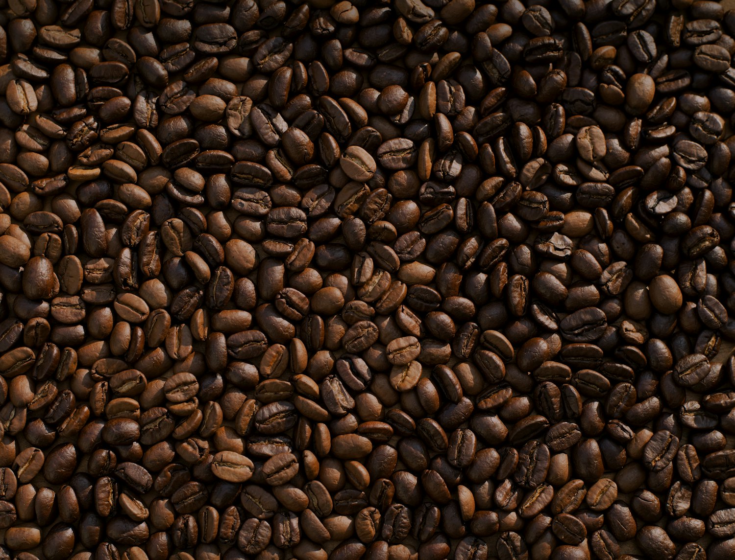 Vers gebrande koffiebonen van dichtbij